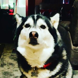 Meet your Posher, Robert